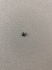 Salticidae