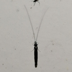 Nectopsyche splendida