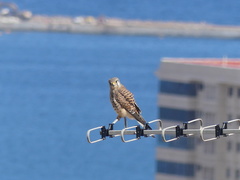 Falco tinnunculus