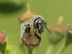 Halictus vestitus