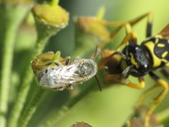Halictus vestitus