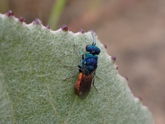 Pseudochrysis neglecta
