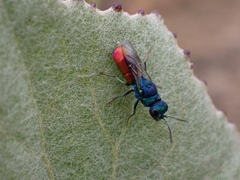 Pseudochrysis neglecta