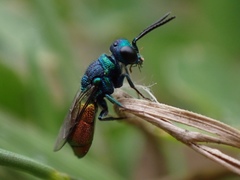 Pseudochrysis neglecta