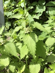 Lamium album