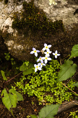 Houstonia serpyllifolia