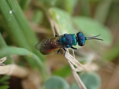 Pseudochrysis neglecta