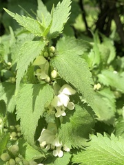 Lamium album