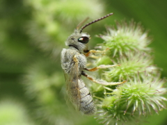 Halictus vestitus