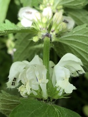 Lamium album
