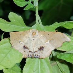 Patalene asychisaria