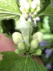 Lamium album
