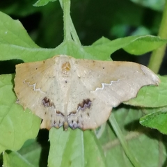 Patalene asychisaria