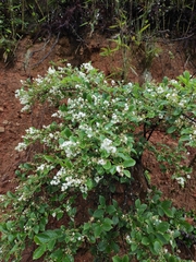 Symplocos paniculata