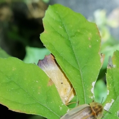 Patalene asychisaria