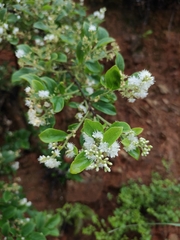 Symplocos paniculata