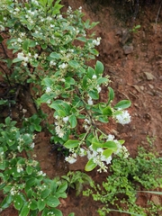 Symplocos paniculata