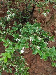 Symplocos paniculata