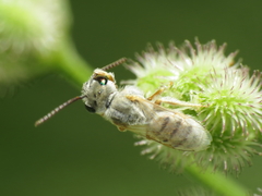Halictus vestitus