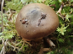 Cortinarius clelandii