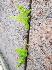 Cystopteris fragilis