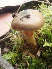 Cortinarius clelandii