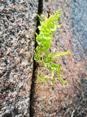 Cystopteris fragilis