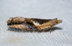 Ancylis coronopa