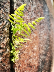 Cystopteris fragilis