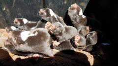 Damara Mole-Rat photo 1