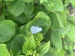 Celastrina argiolus