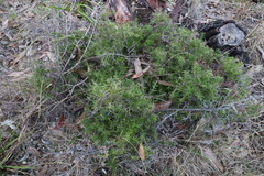 Persoonia juniperina