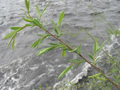 Salix elbursensis