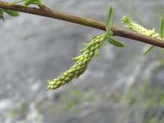 Salix elbursensis