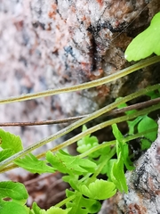 Cystopteris fragilis