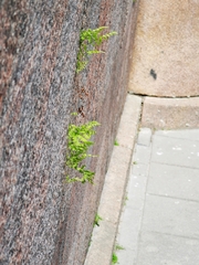 Cystopteris fragilis