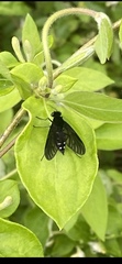 Chrysopilus connexus
