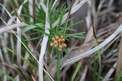 Persoonia juniperina