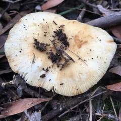 Russula marangania
