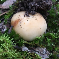 Russula marangania