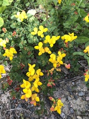 Lotus corniculatus