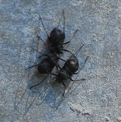 Lachnus tropicalis
