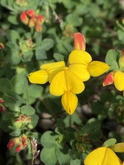 Lotus corniculatus