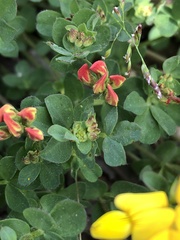 Lotus corniculatus