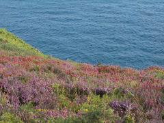 Erica cinerea