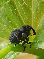 Zacladus geranii