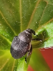 Zacladus geranii