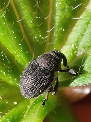Zacladus geranii