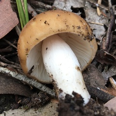 Russula marangania