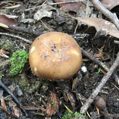 Russula marangania